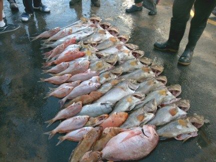 Bottom Fishing